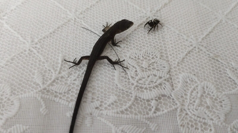 赤ちゃんカナヘビ、クモを狙う