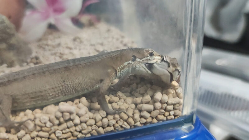 喧嘩をするカナヘビ