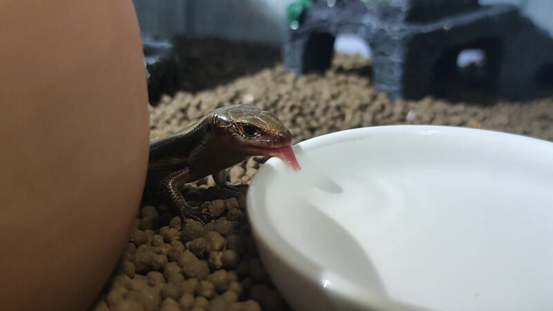 水を飲むニホントカゲ