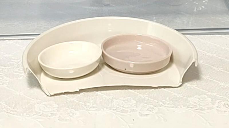 ニホントカゲの餌皿、水皿