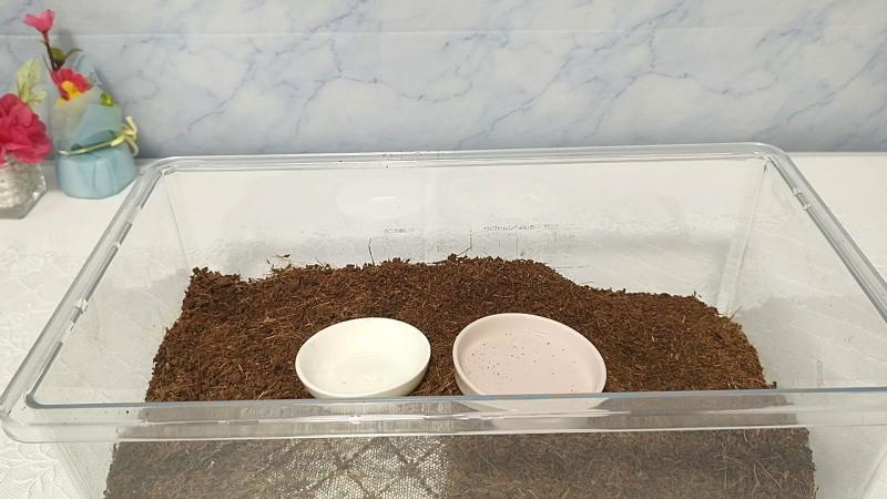 エサ皿、水皿を設置