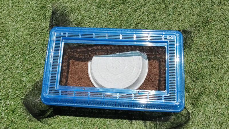 ニホントカゲ屋外飼育