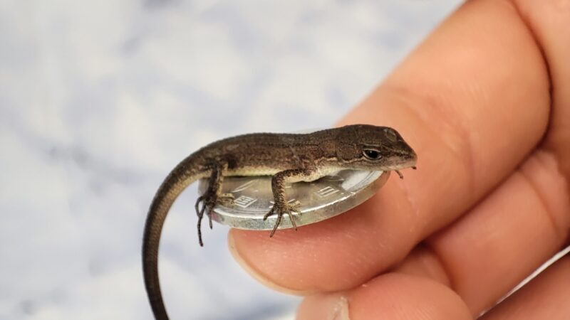 １円玉に乗るカナヘビ
