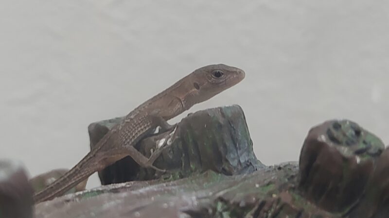 カナヘビ赤ちゃん餌食べない