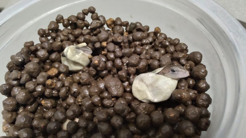 カナヘビ赤ちゃん誕生の瞬間