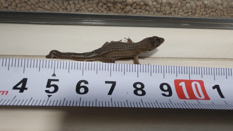 赤ちゃんカナヘビ約4cm