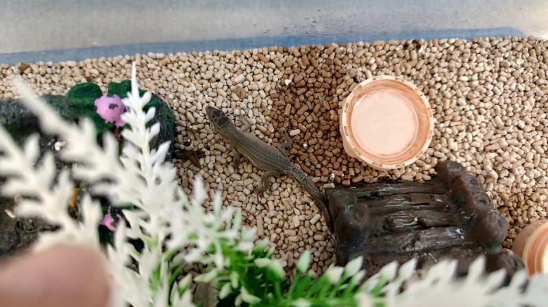 カナヘビ赤ちゃん飼育について