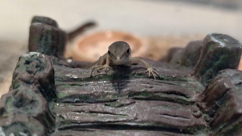 カナヘビの赤ちゃん