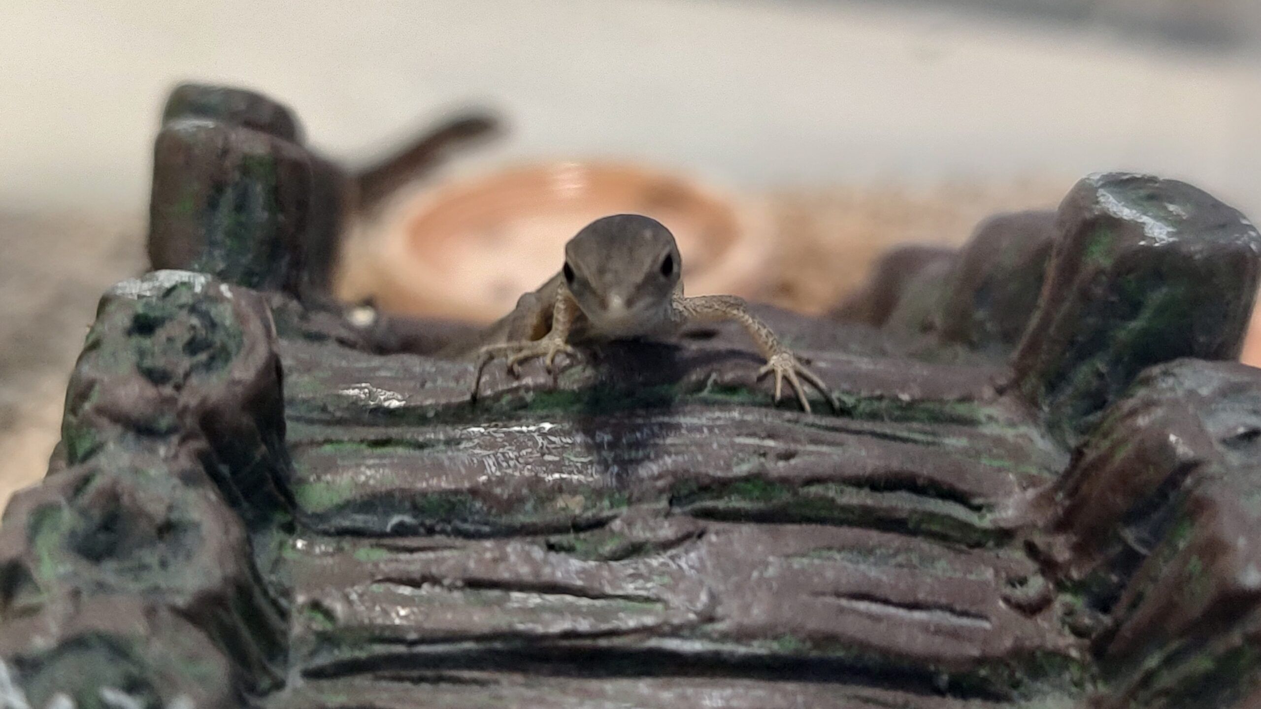 カナヘビの赤ちゃん