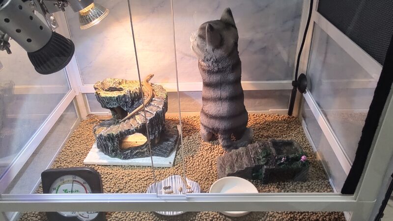 カナヘビ飼育セット・飼育道具