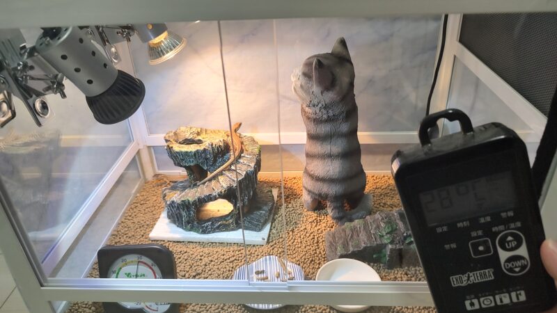 カナヘビ飼育道具一覧(春夏秋冬)