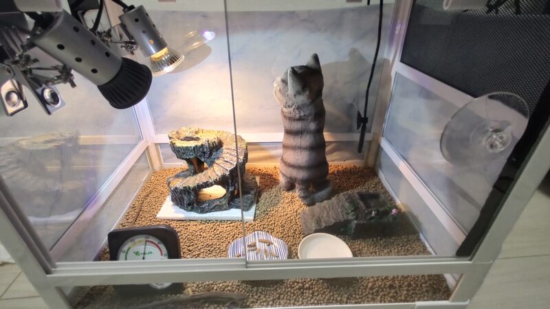 カナヘビ飼育セット冬