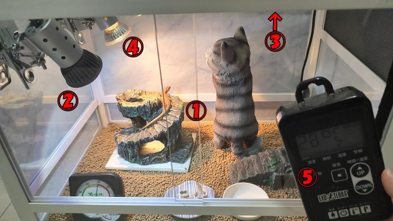 カナヘビ飼育道具完全版(春夏秋冬対応)