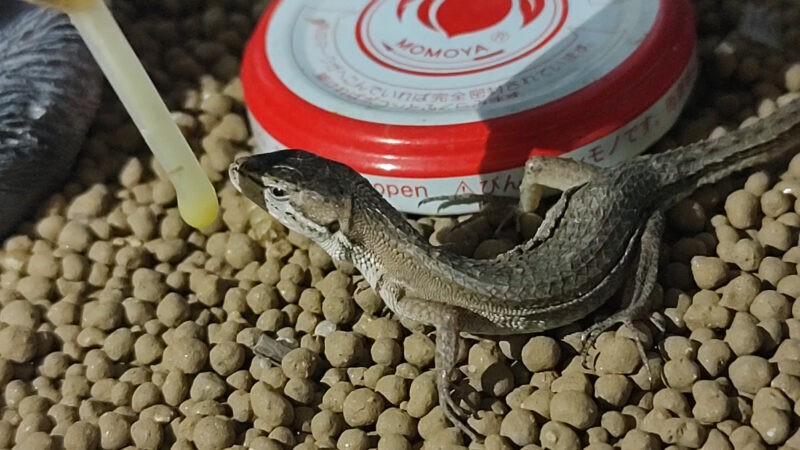 カナヘビ病気の対処