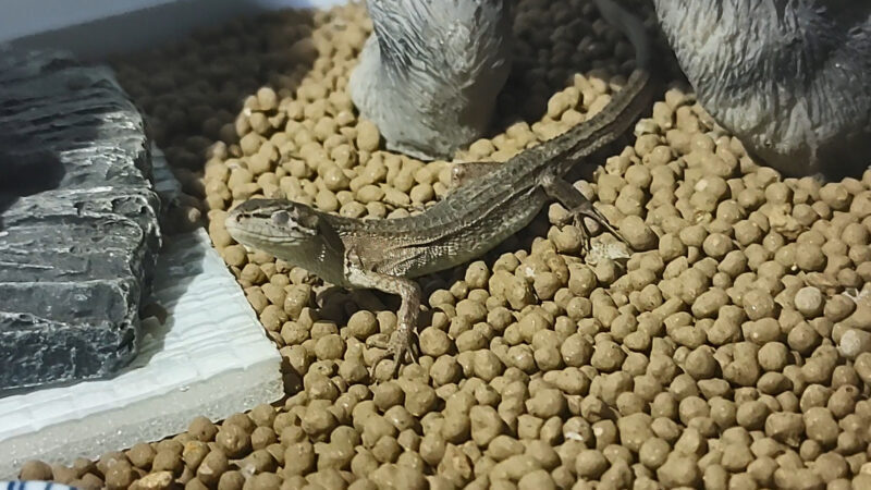 カナヘビ目を閉じる