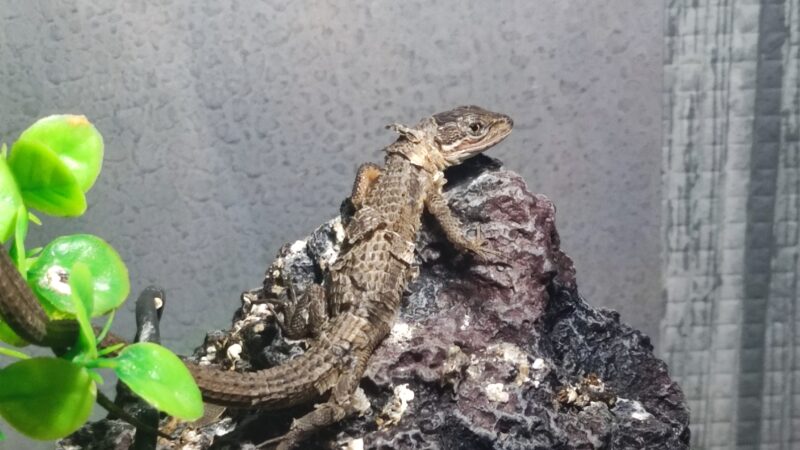 カナヘビの脱皮不全