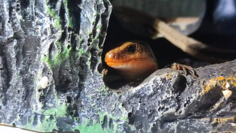 ニホントカゲのオス