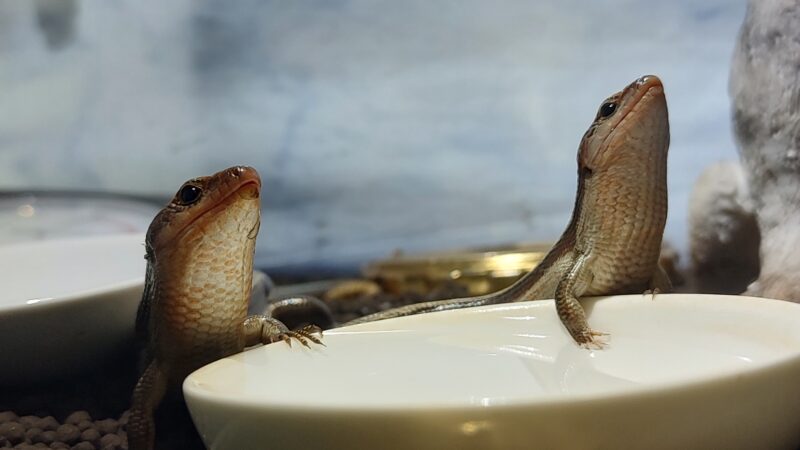 ニホントカゲの性別の見分け方