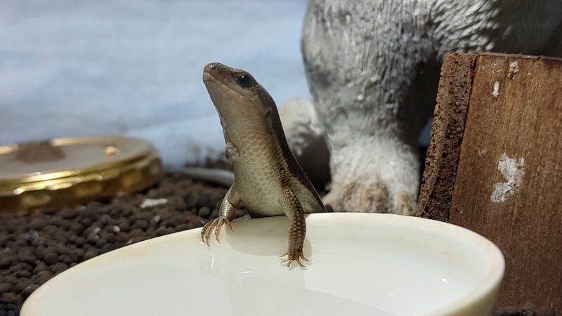 ニホントカゲのメス