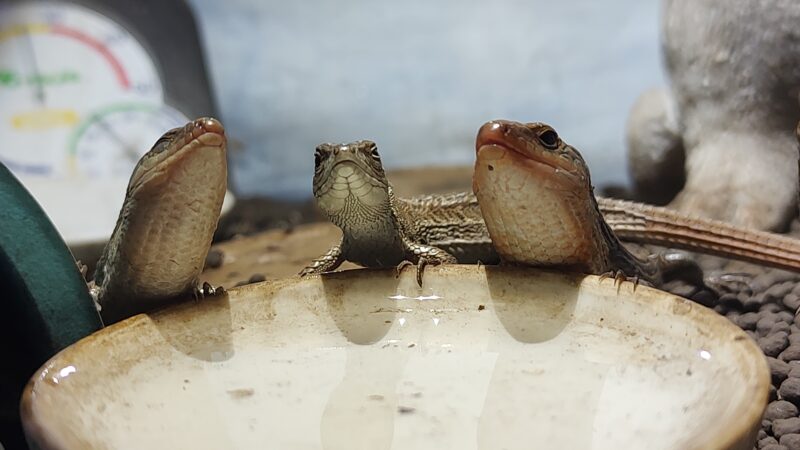 カナヘビとトカゲの違い