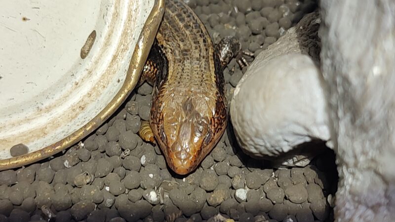 ニホントカゲ、オス、上から