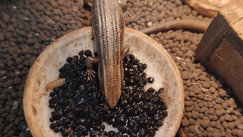 ニホントカゲのメス