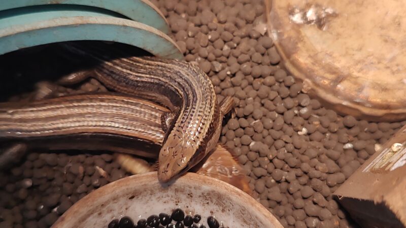 ニホントカゲのメス