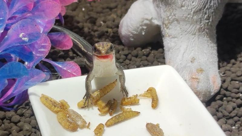 ニホントカゲが餌を食べる