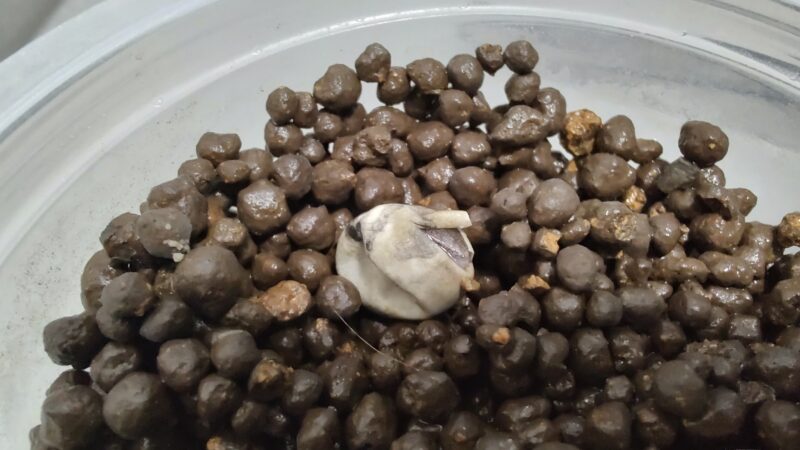 カナヘビ孵化失敗