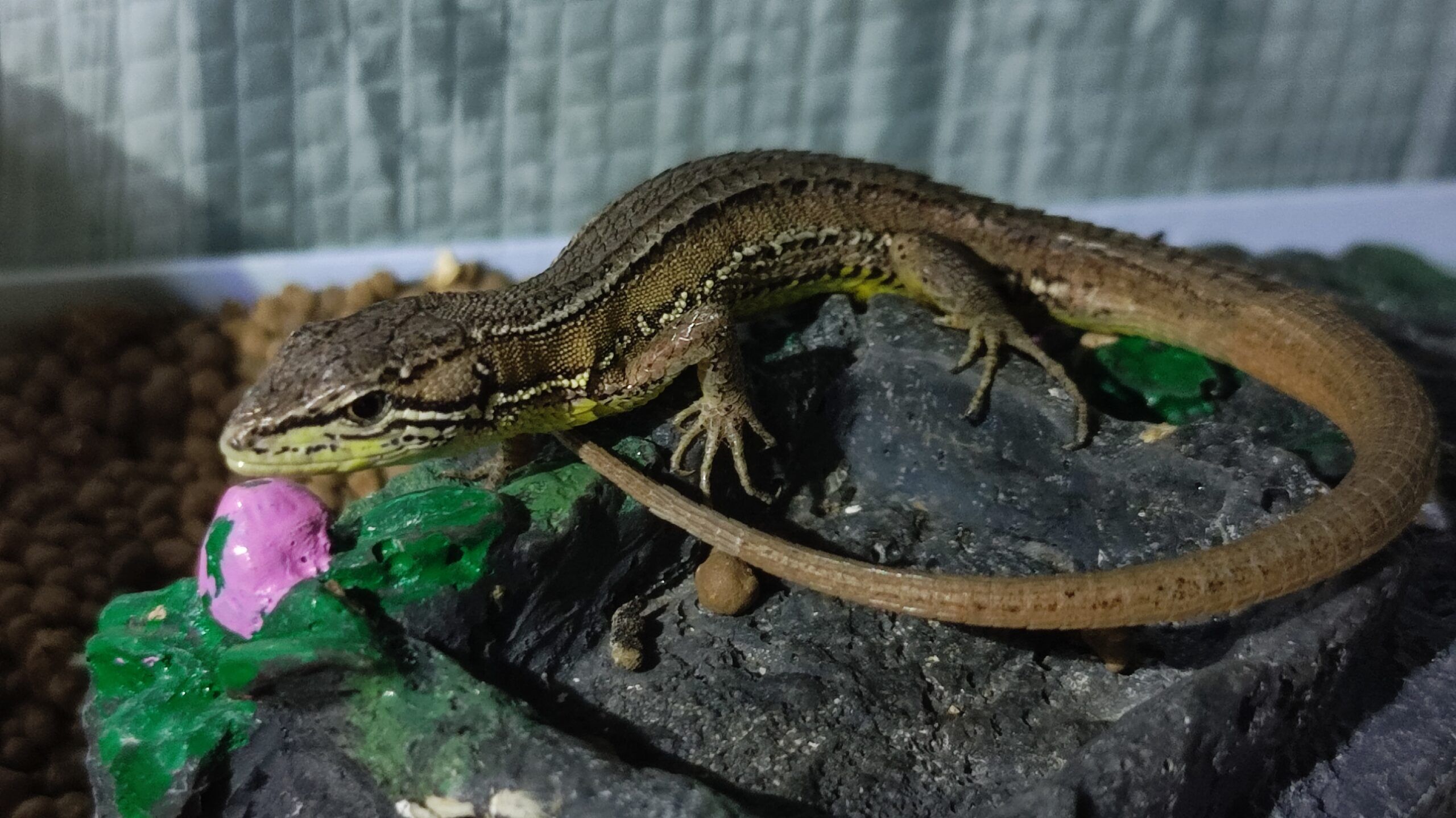 お腹か黄緑色のカナヘビ