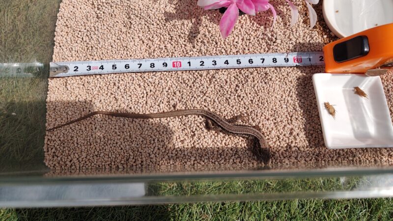 生後2才8か月のカナヘビ