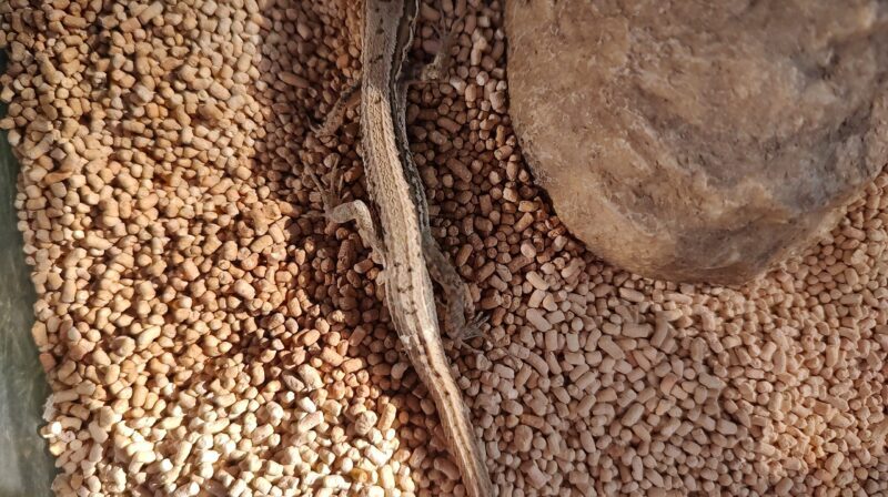 カナヘビのオスの見分け方