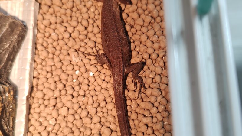 カナヘビのメスの見分け方