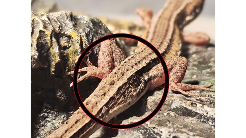 カナヘビのオスメスの見分けかた