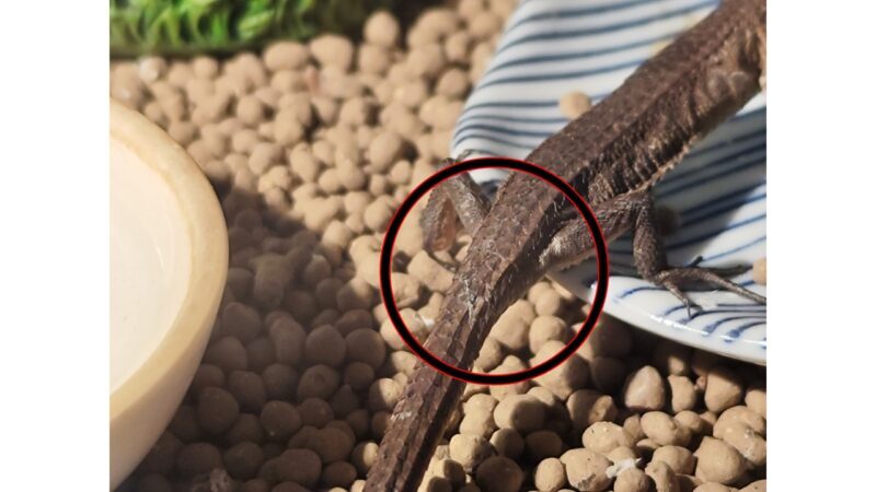 カナヘビのメスの見分け方