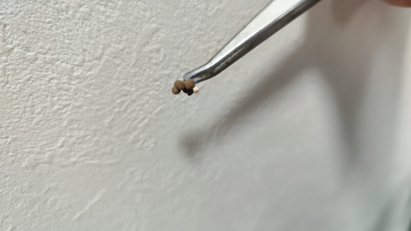 カナヘビの糞、掃除