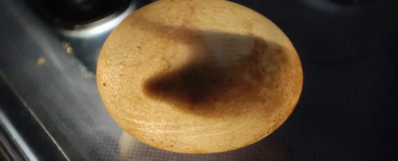 カナヘビ卵の検卵